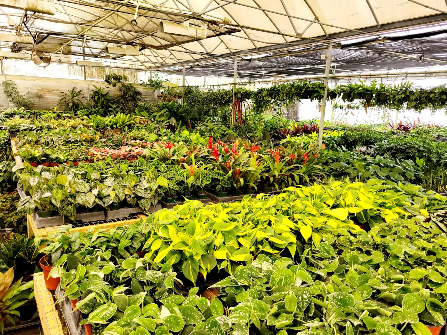 Planters R Us Plants R Us – Wholesale Foliage Nursery