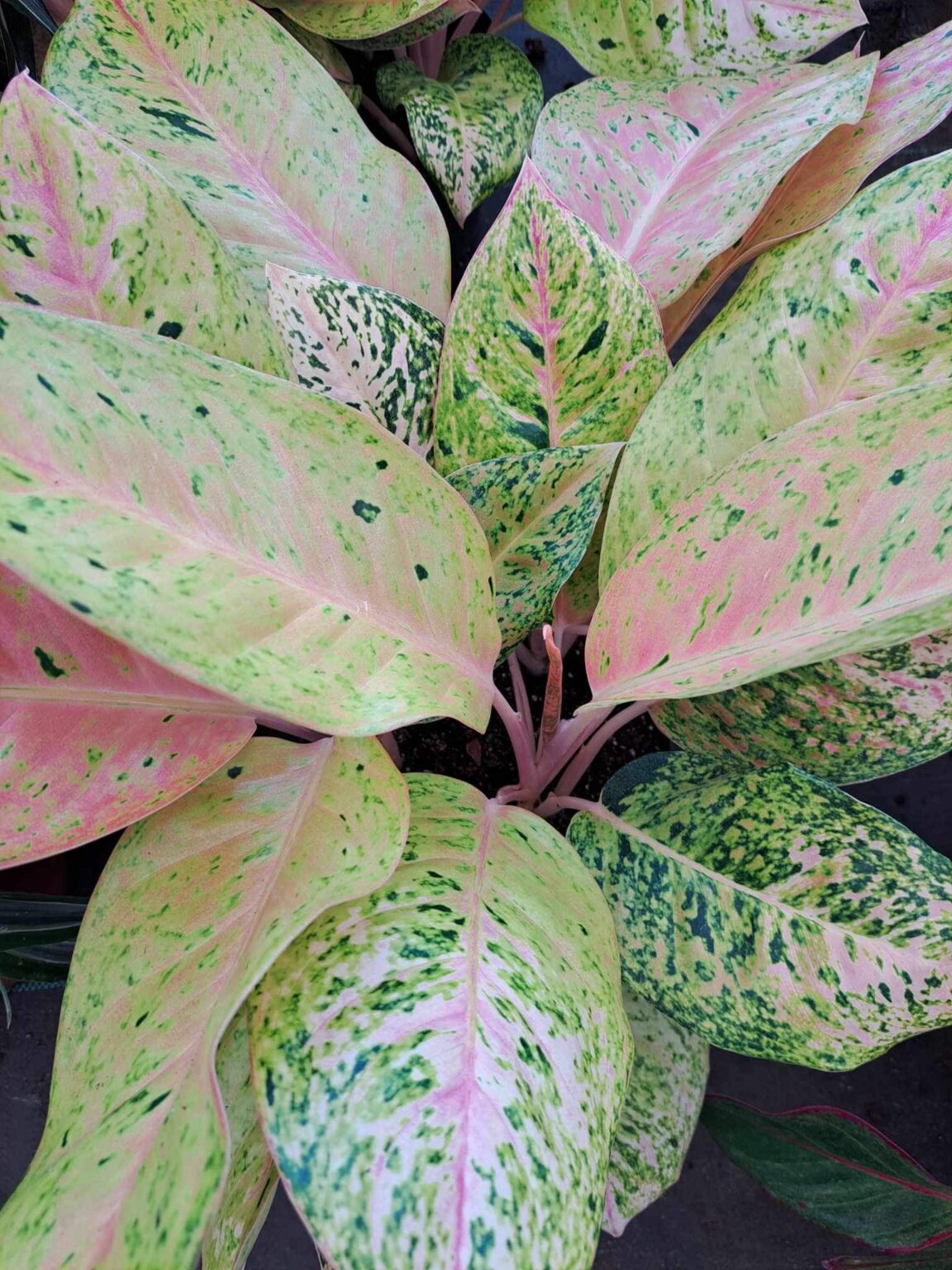 Planters R Us Plants – Plants R Us