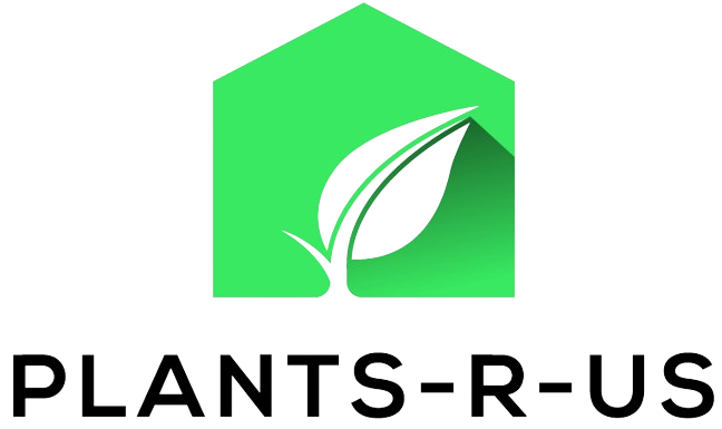 Planters R Us Monstera – Plants R Us